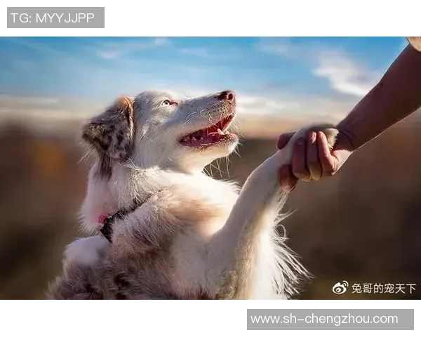 不流浪与吉灵汉姆的对决探讨流浪与归属的深层意义