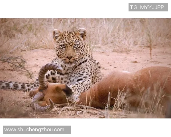30阿特拉斯与美洲狮的激烈对决谁将赢得胜利的荣耀与未来
